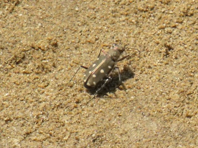 Cicindela di spiaggia da id: Calomera littoralis nemoralis